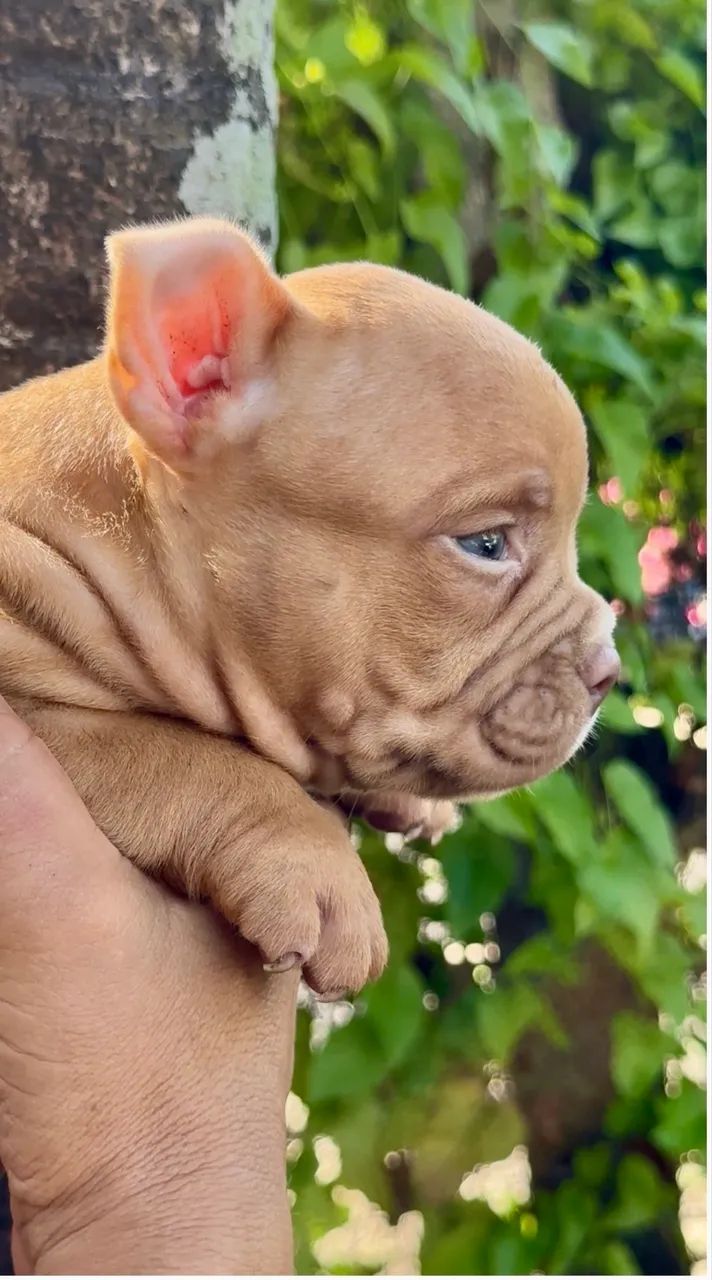 Filhotes de American Bully  - Foto 2