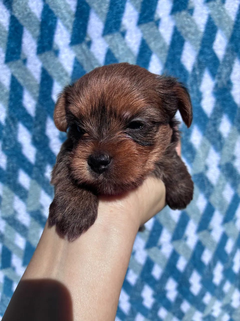 Yorkshire terrier - Foto 2