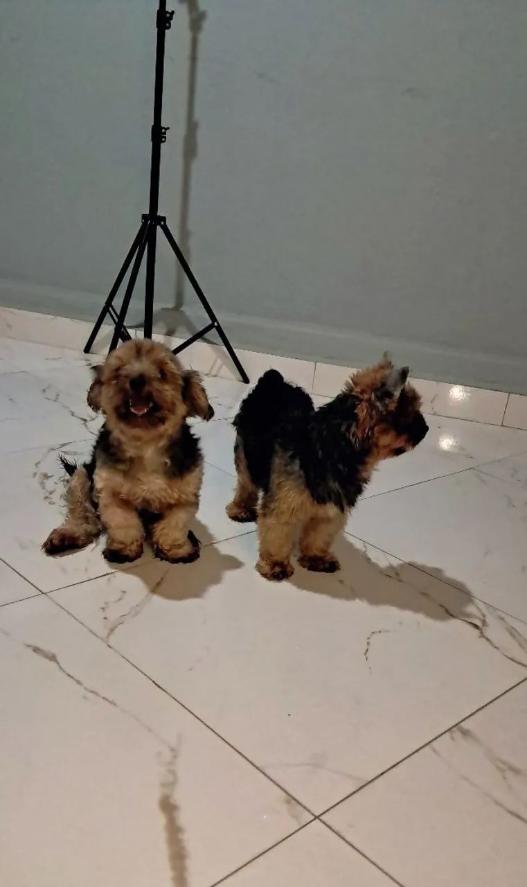 Yorkshire terrier casal, oportunidade única  - Foto 4