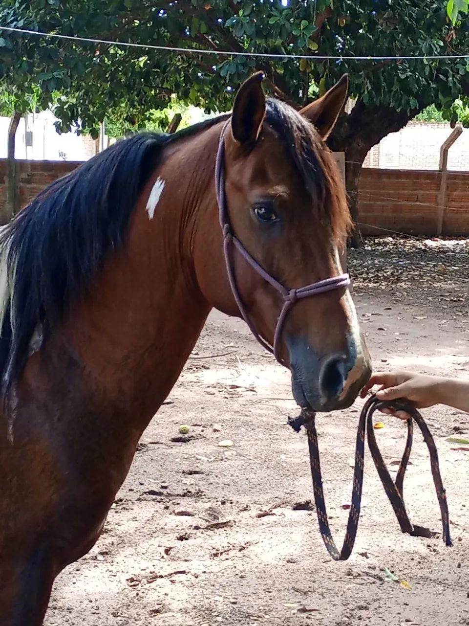 Cavalo  - Foto 5