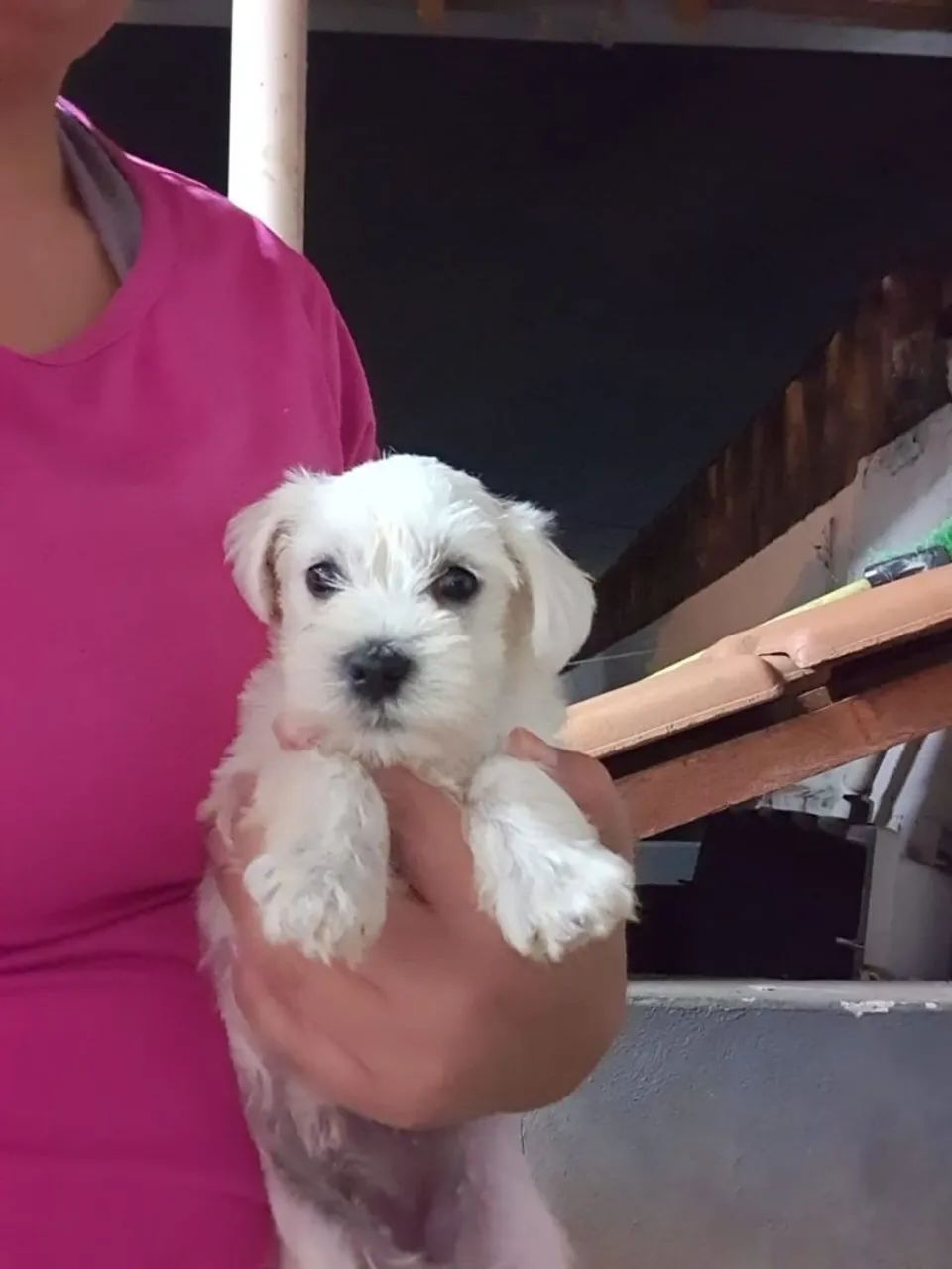 Belíssimo Filhotes Schnauzer Miniatura machos e fêmeas 