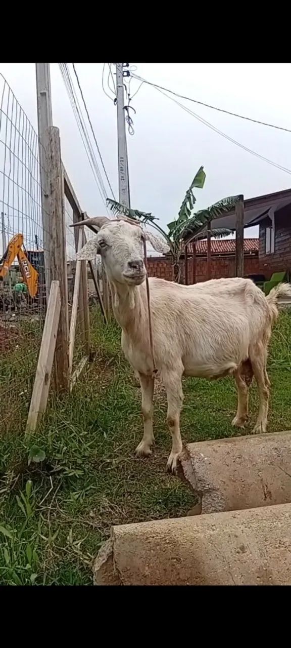 Cabra 