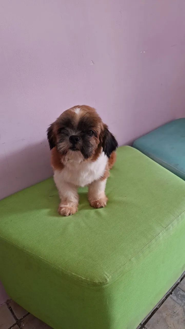 Shihtzu macho 10 meses