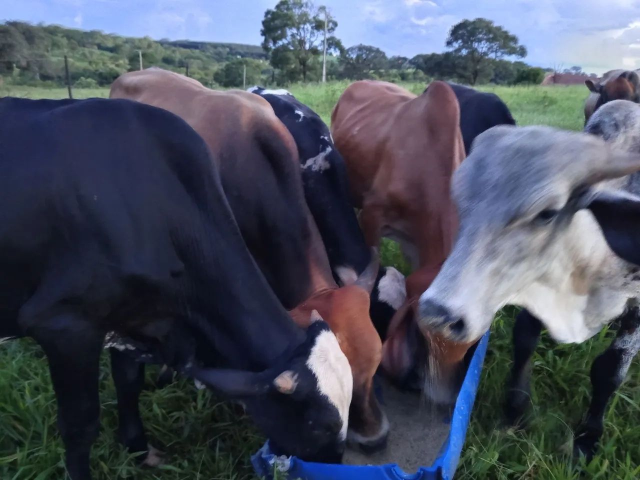 Bois gordos para acabamento