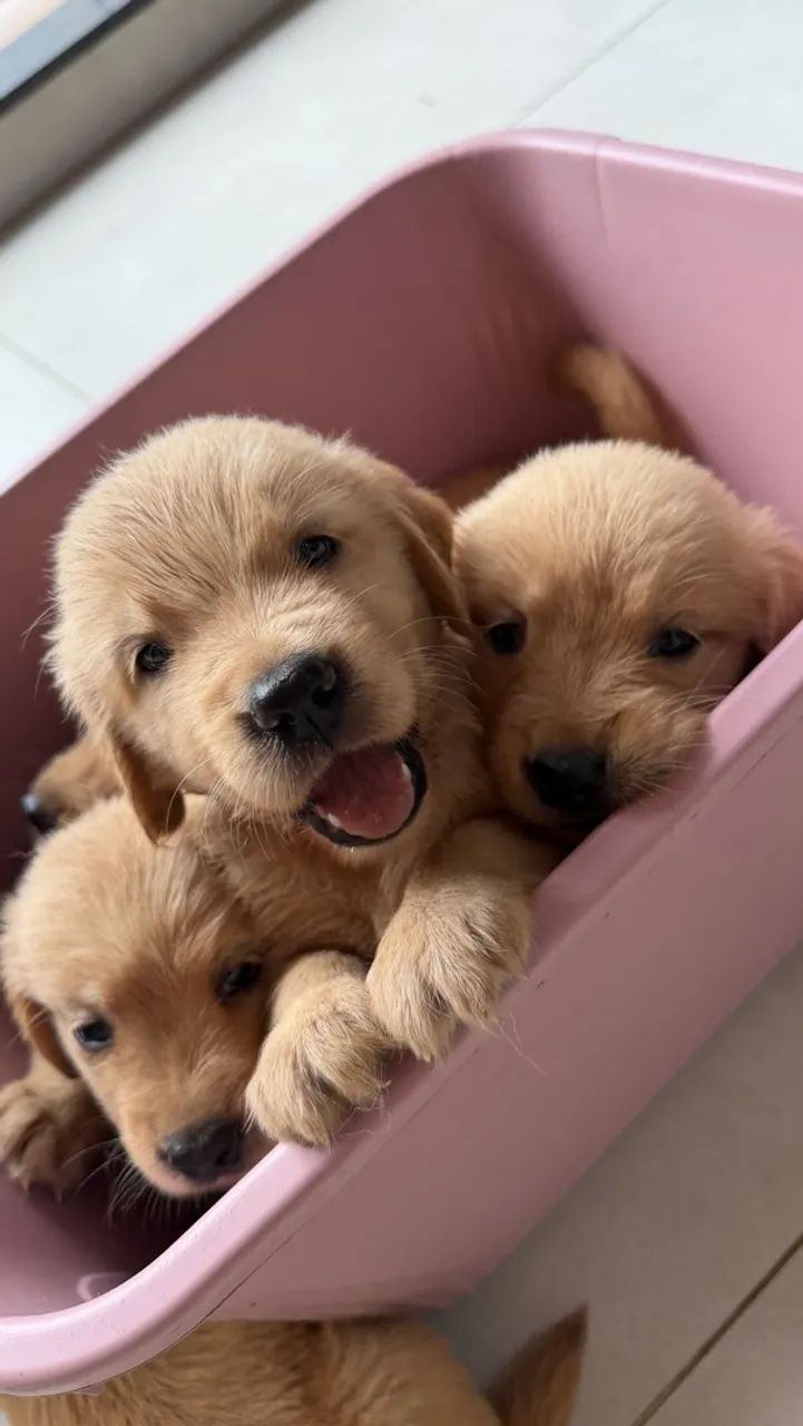Filhote de Golden 