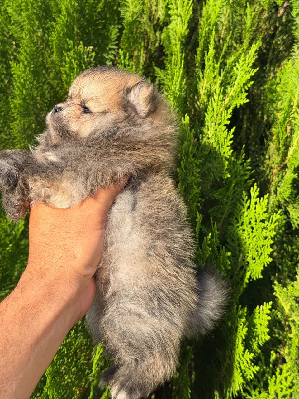Lulu da Pomerania 