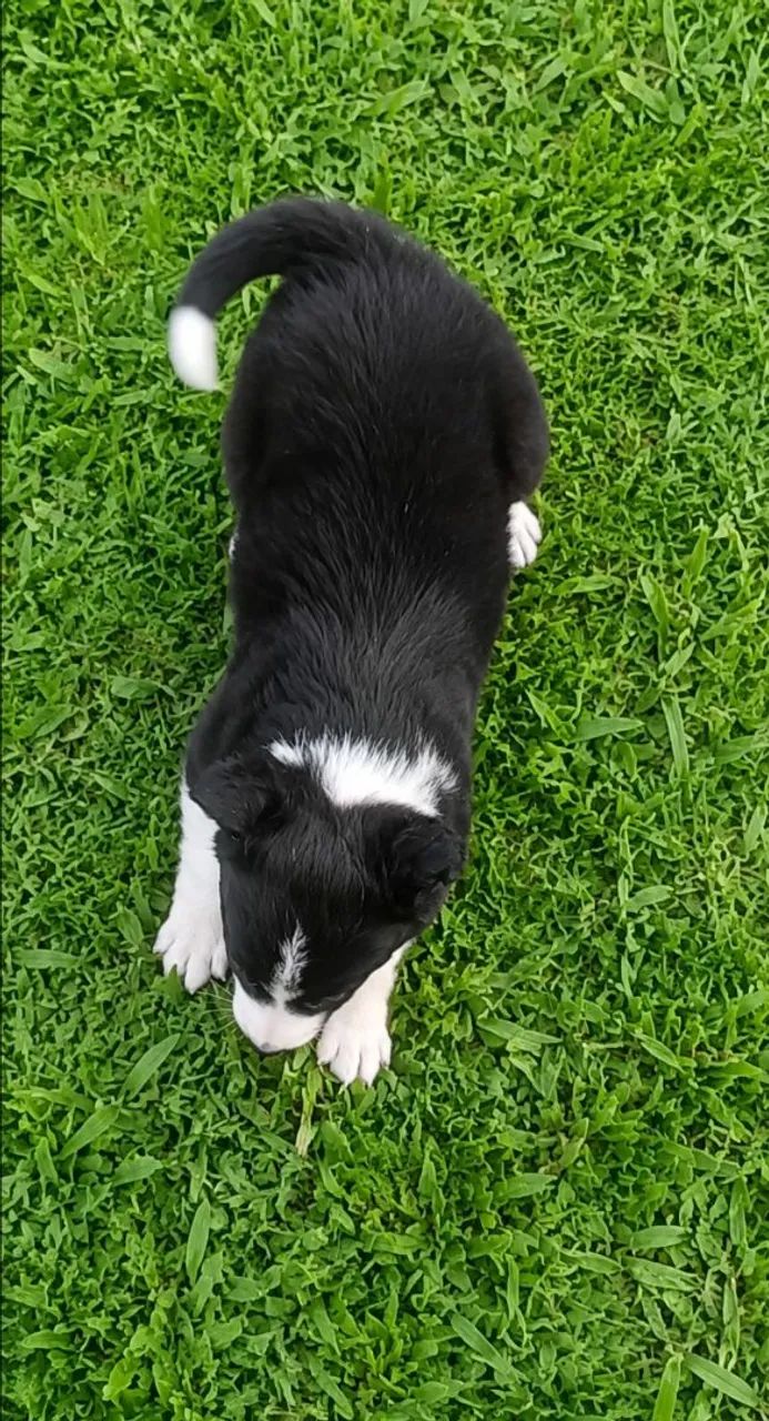Border Collie macho - Foto 4