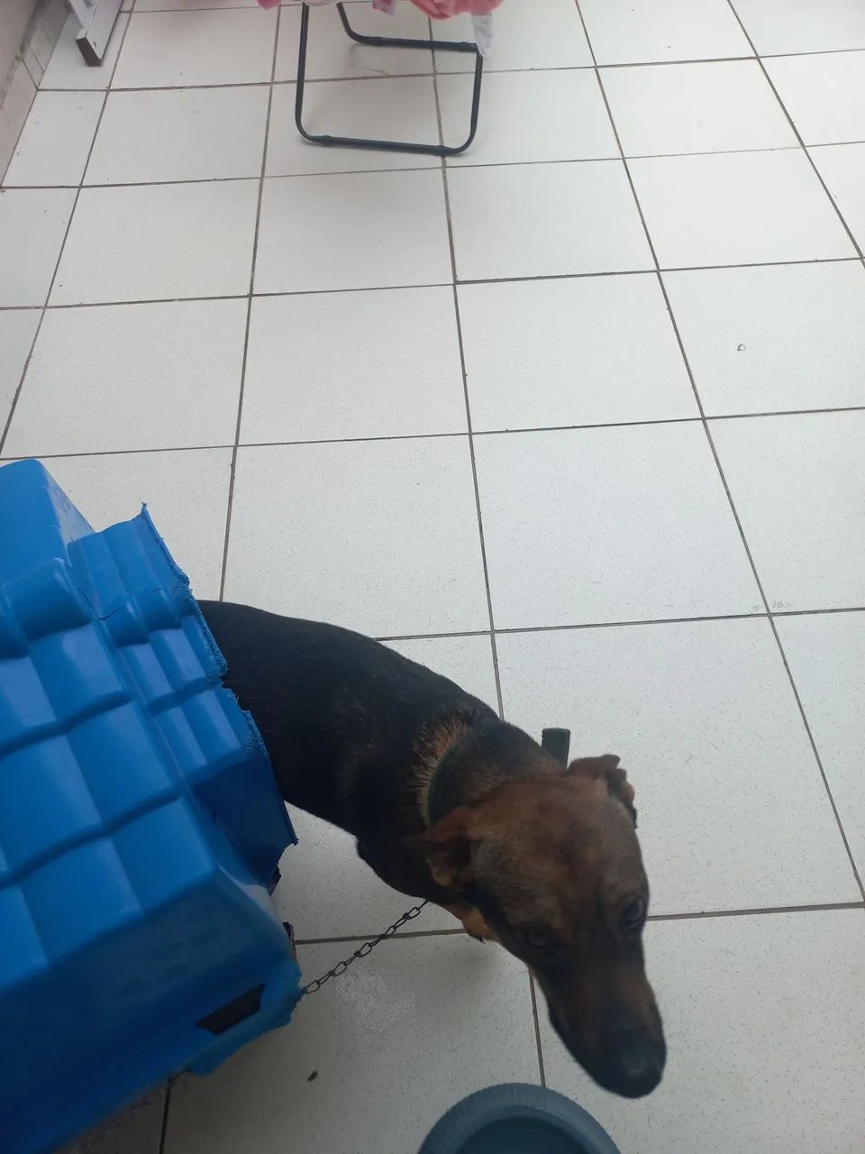 Doação de cachorro macho - Foto 2