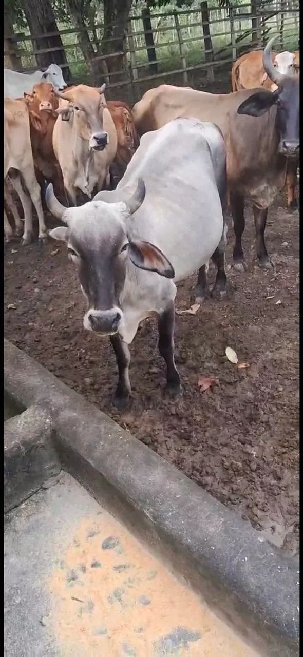 Vacas paridas alta genética Alagoinhas  - Foto 3