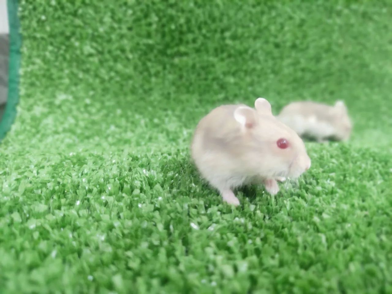 Hamister anão russo - Foto 5