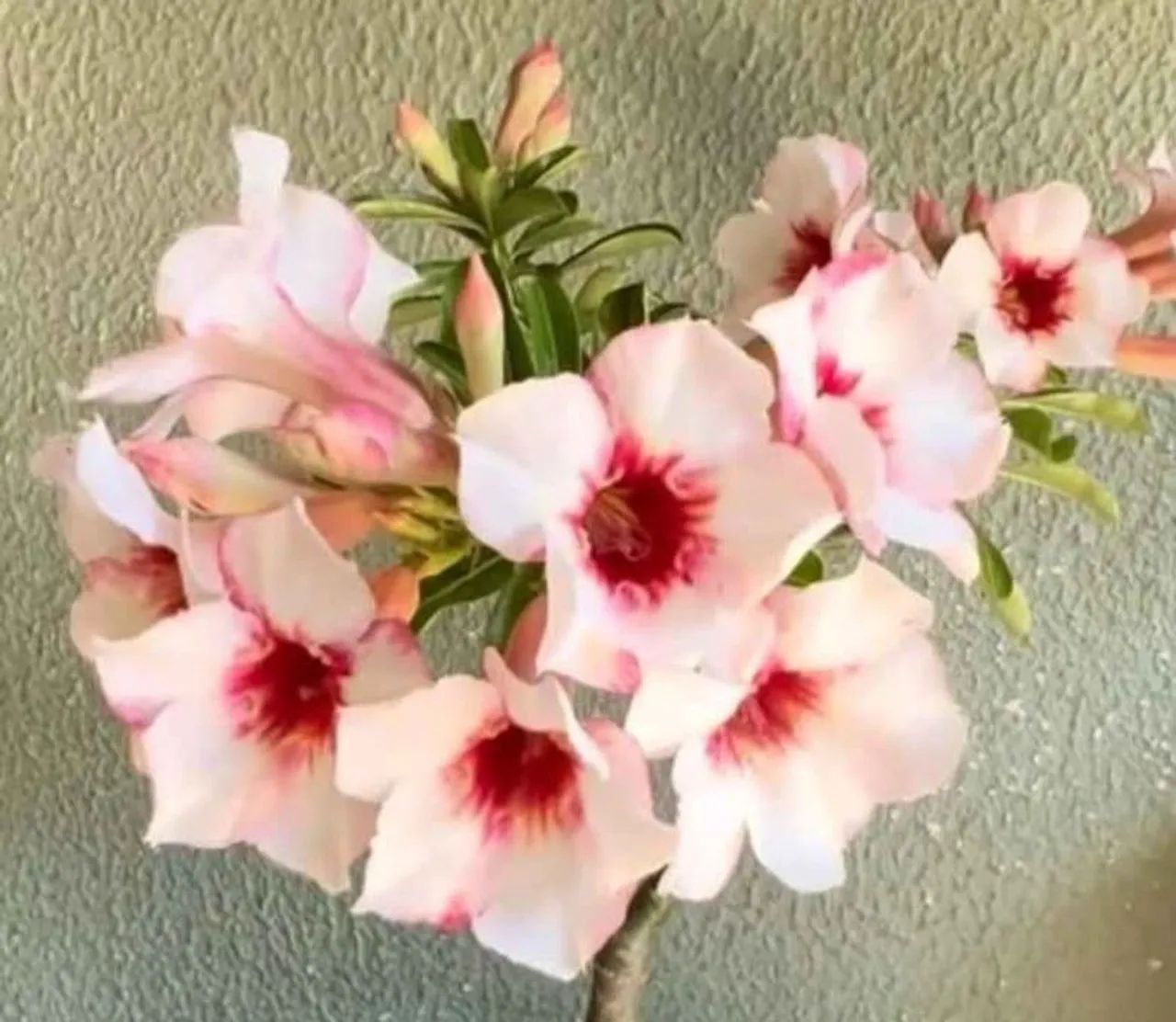 Rosa do deserto buque $90 ( retirada) - Foto 4