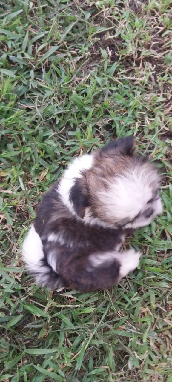 Shih Tzu - Foto 3