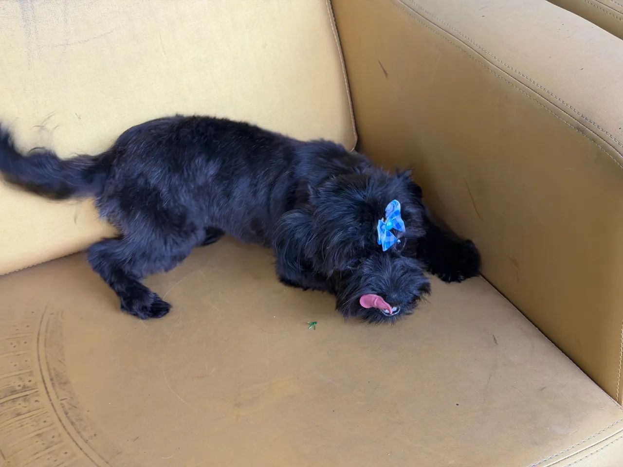 Fêmea 5 meses bem pequena  - Foto 4