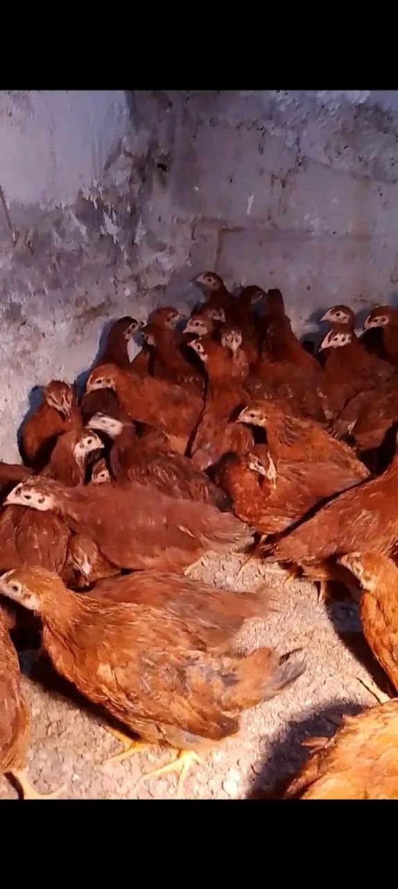 Franguinhas poedeiras  - Foto 4