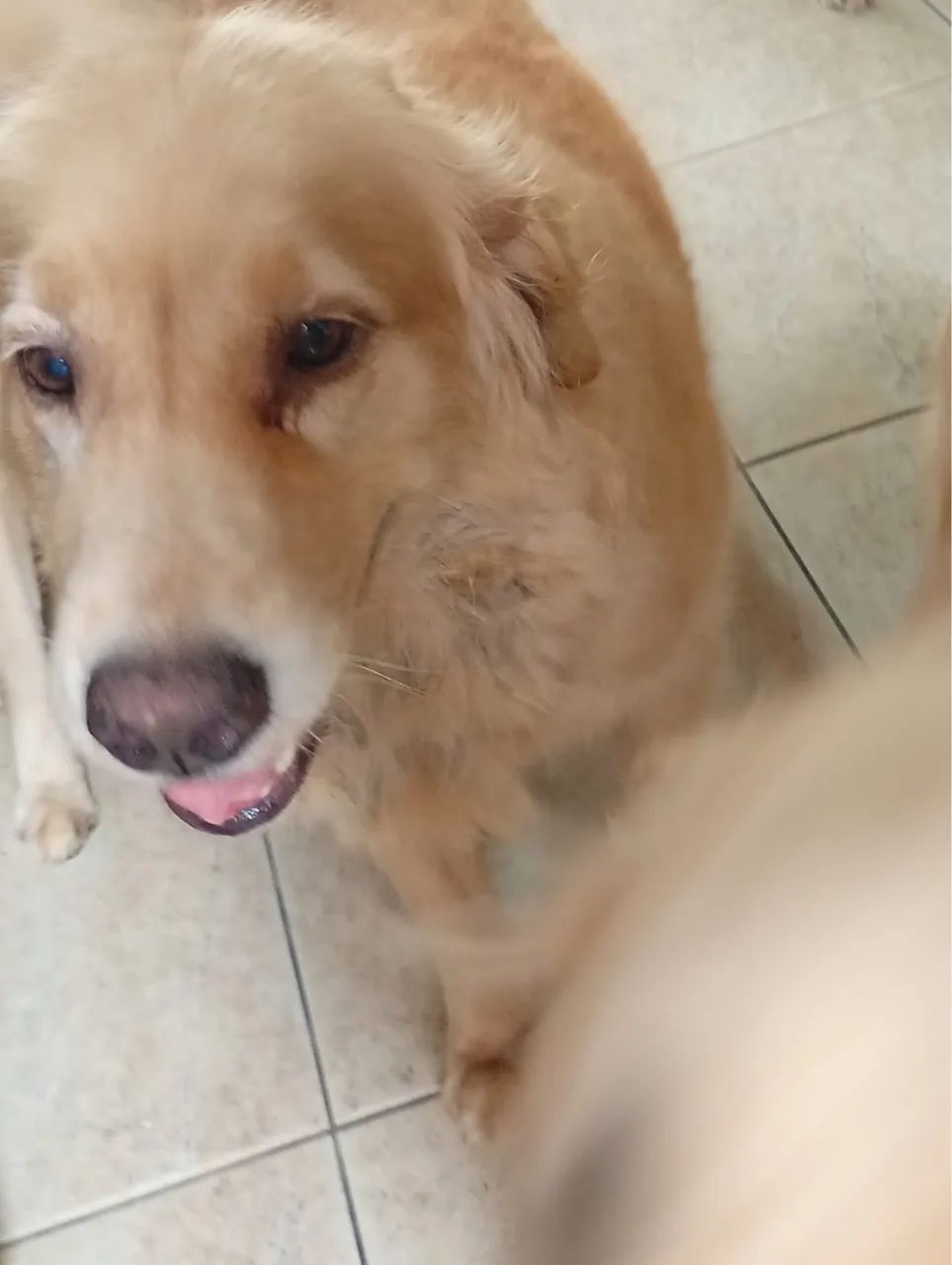 Doação de cães  - Foto 5