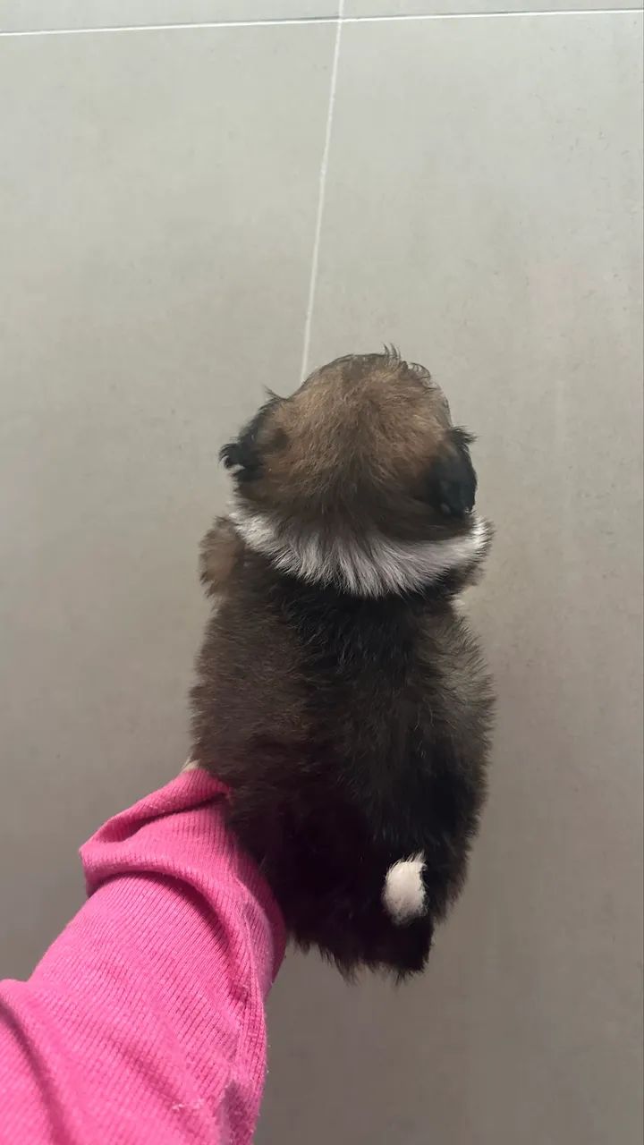 Shihtzu femea - Foto 5