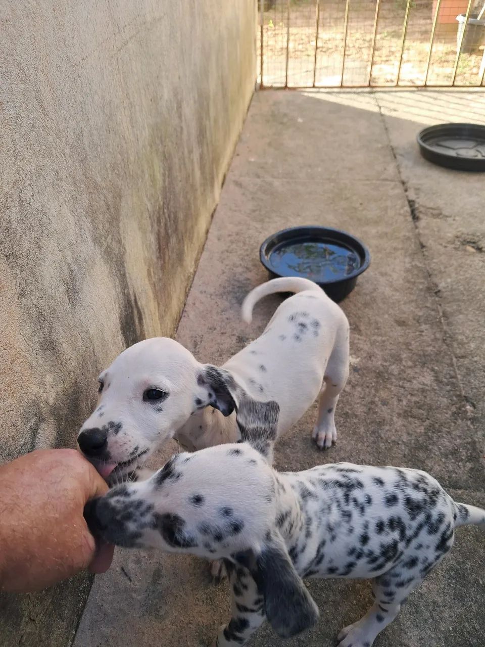 Cachorro  - Foto 3