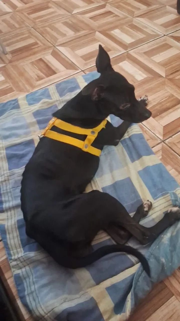 Adoção - Foto 2