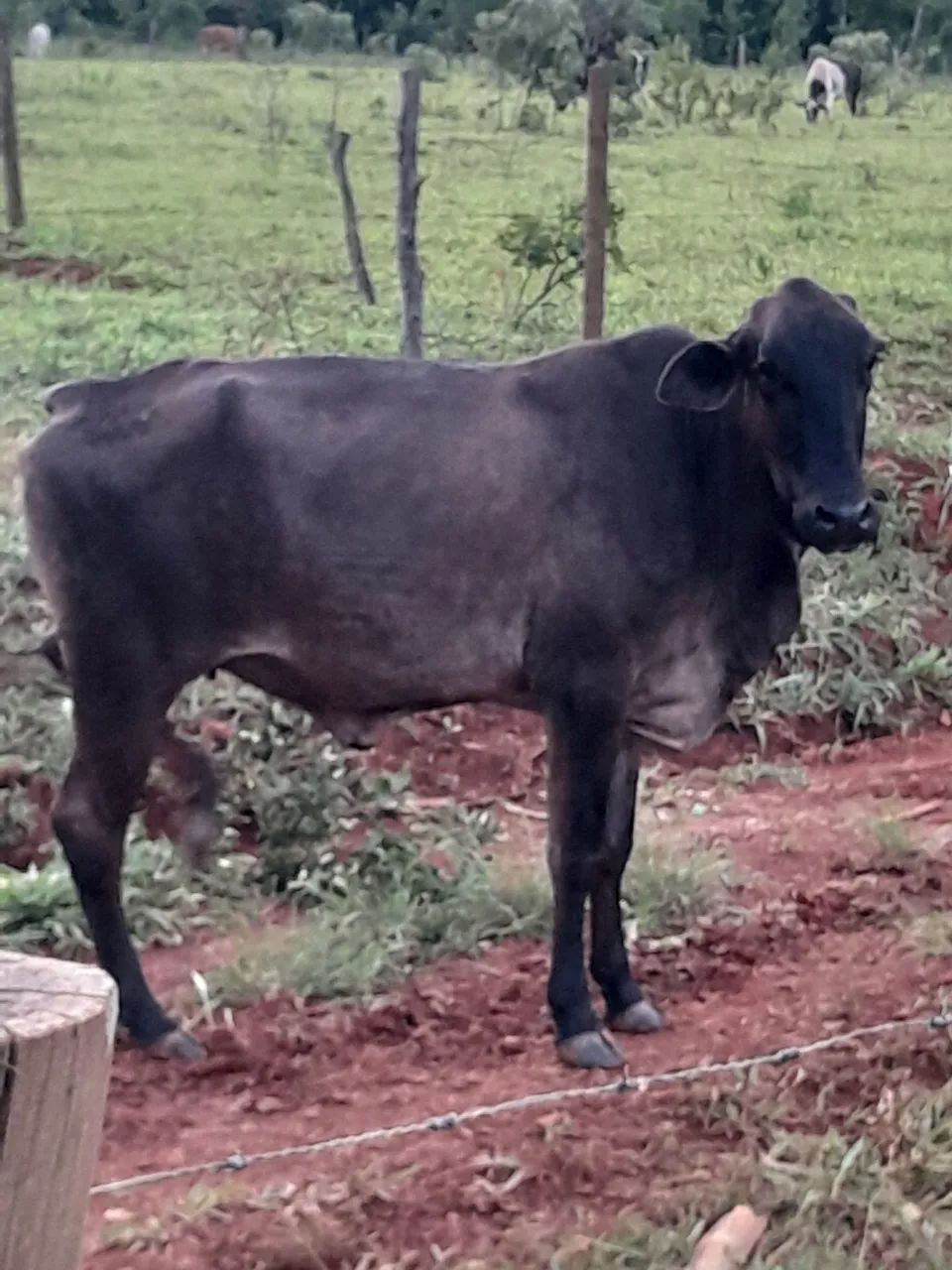  Uma novilha e duas bezerras