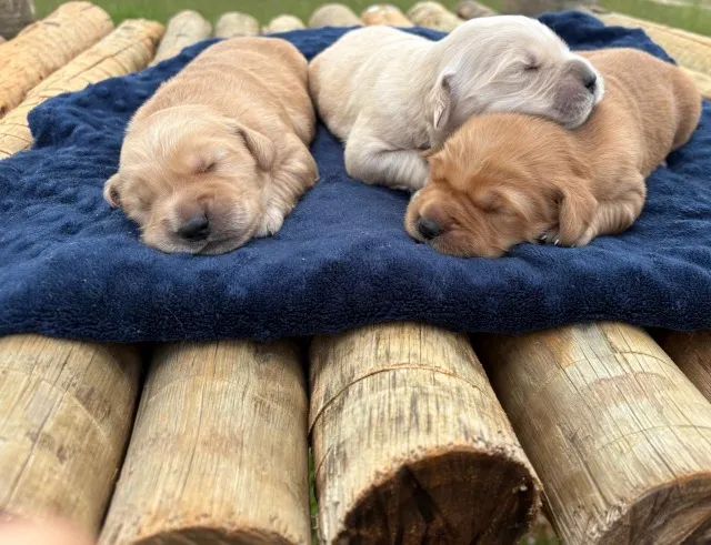 Golden retriever - com pedigree  - Foto 3