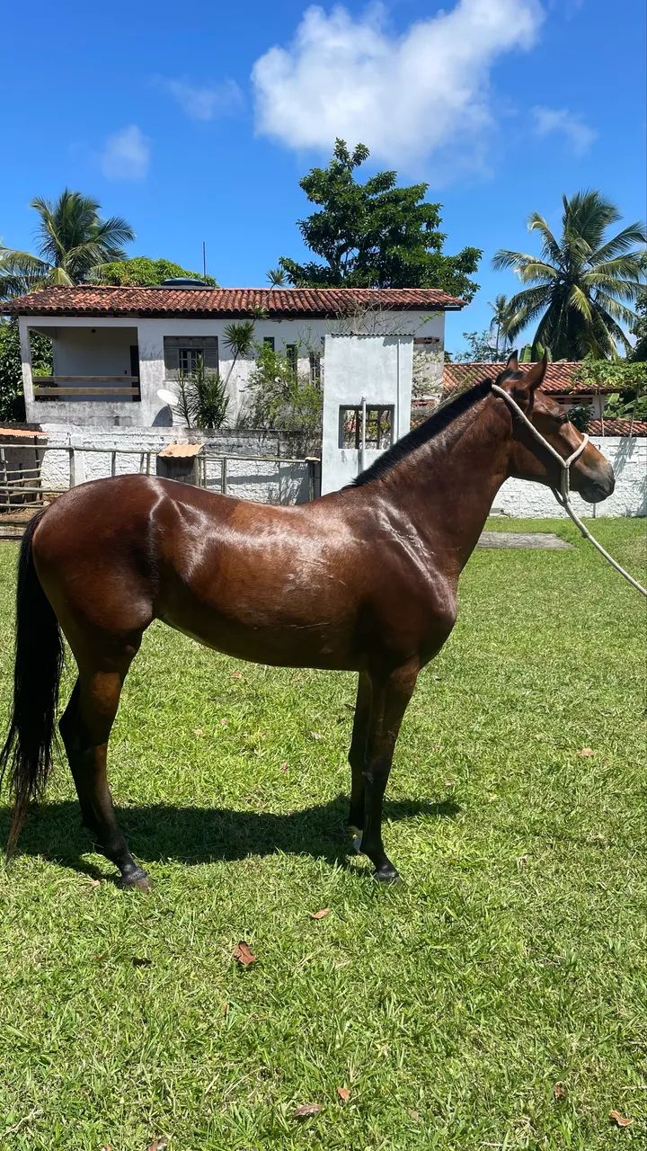 Potra mangalarga a venda - qualidade e beleza - Foto 4