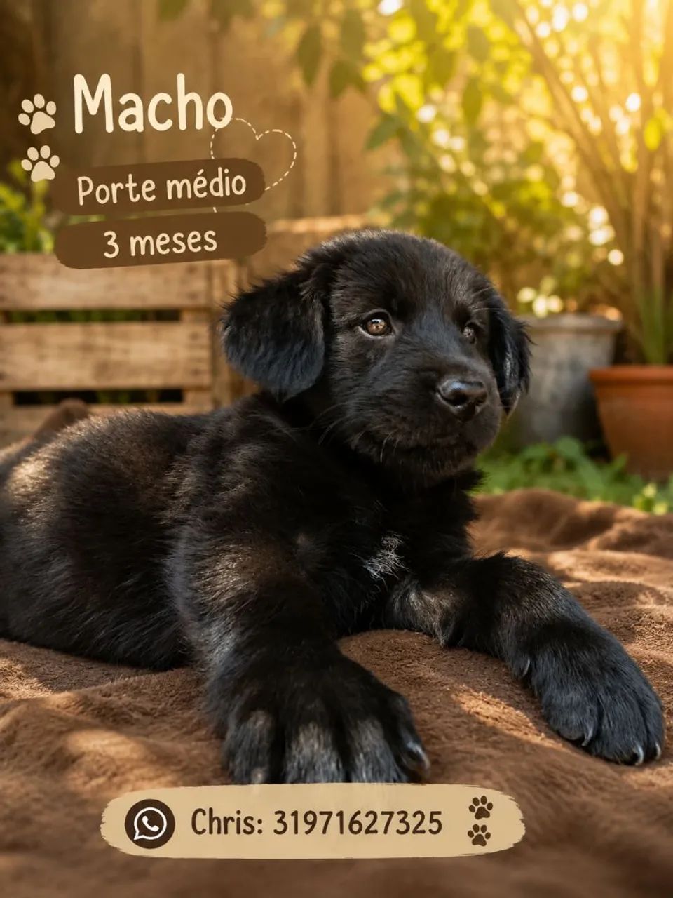 Adoção responsável  - Foto 4