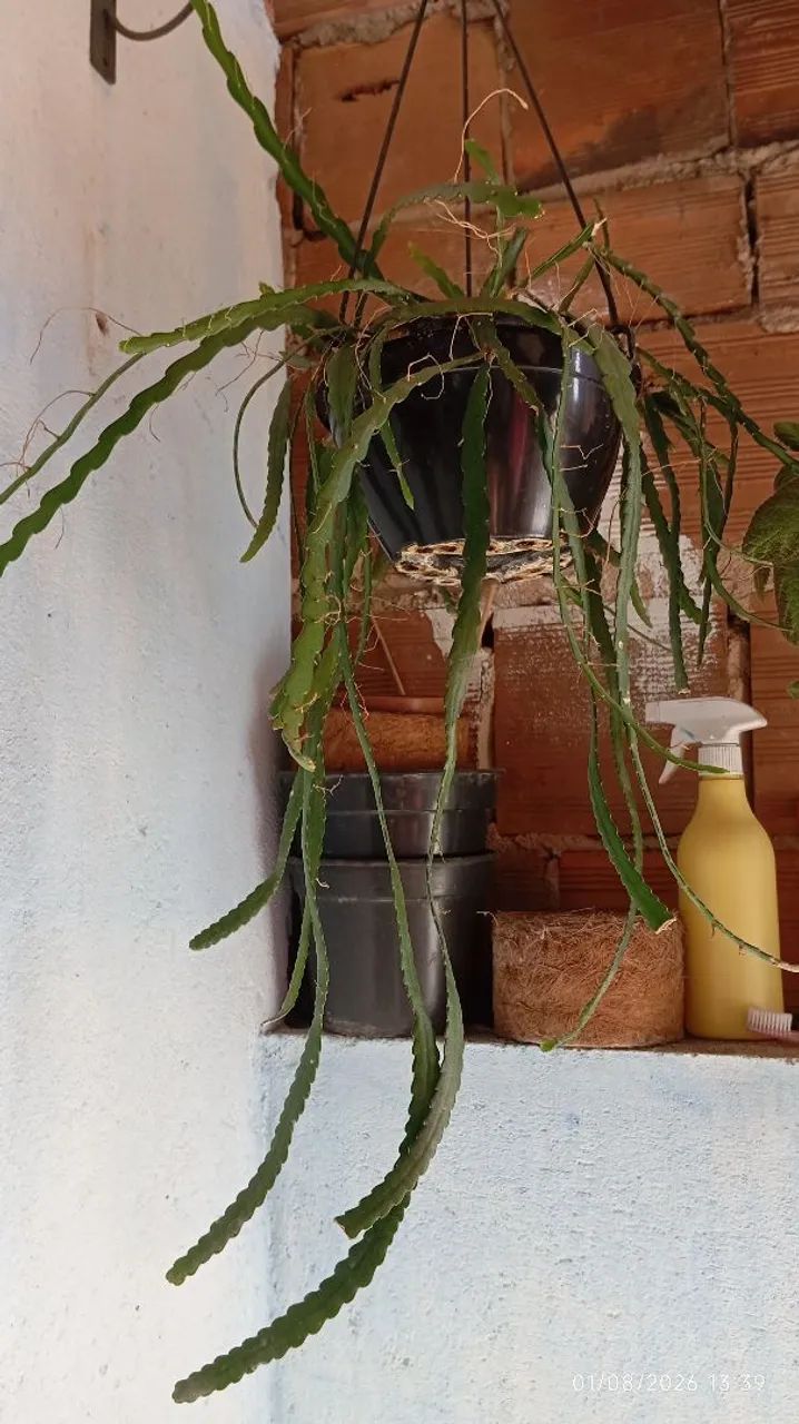 Planta  - Foto 3