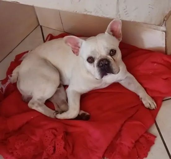 Adoção responsável!!  - Foto 2