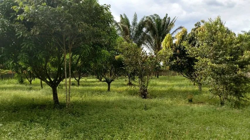 Terreno 36x96 em Terra Alta-PA - Foto 2