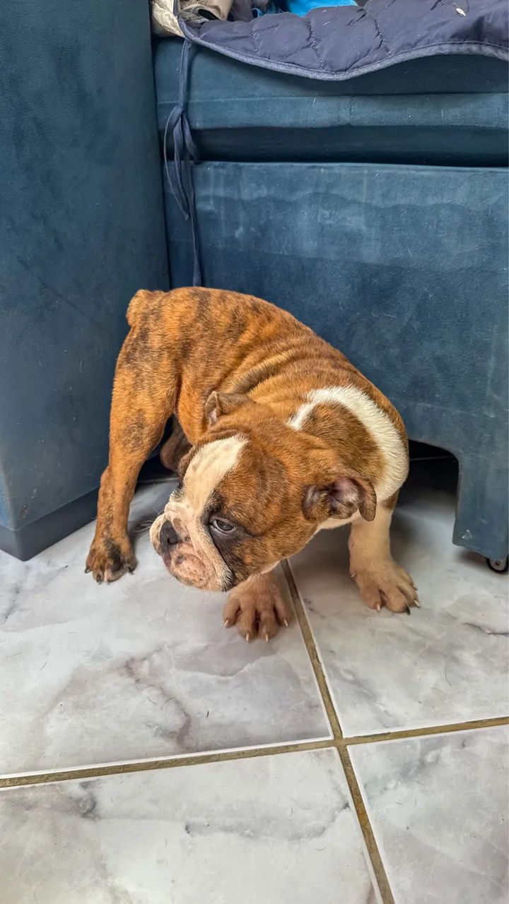Filhotes de buldogue inglês  - Foto 2