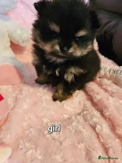 Spitz Alemão / Lulu da Pomerânia Com Pedigree CBKC, Temperamento Calmo