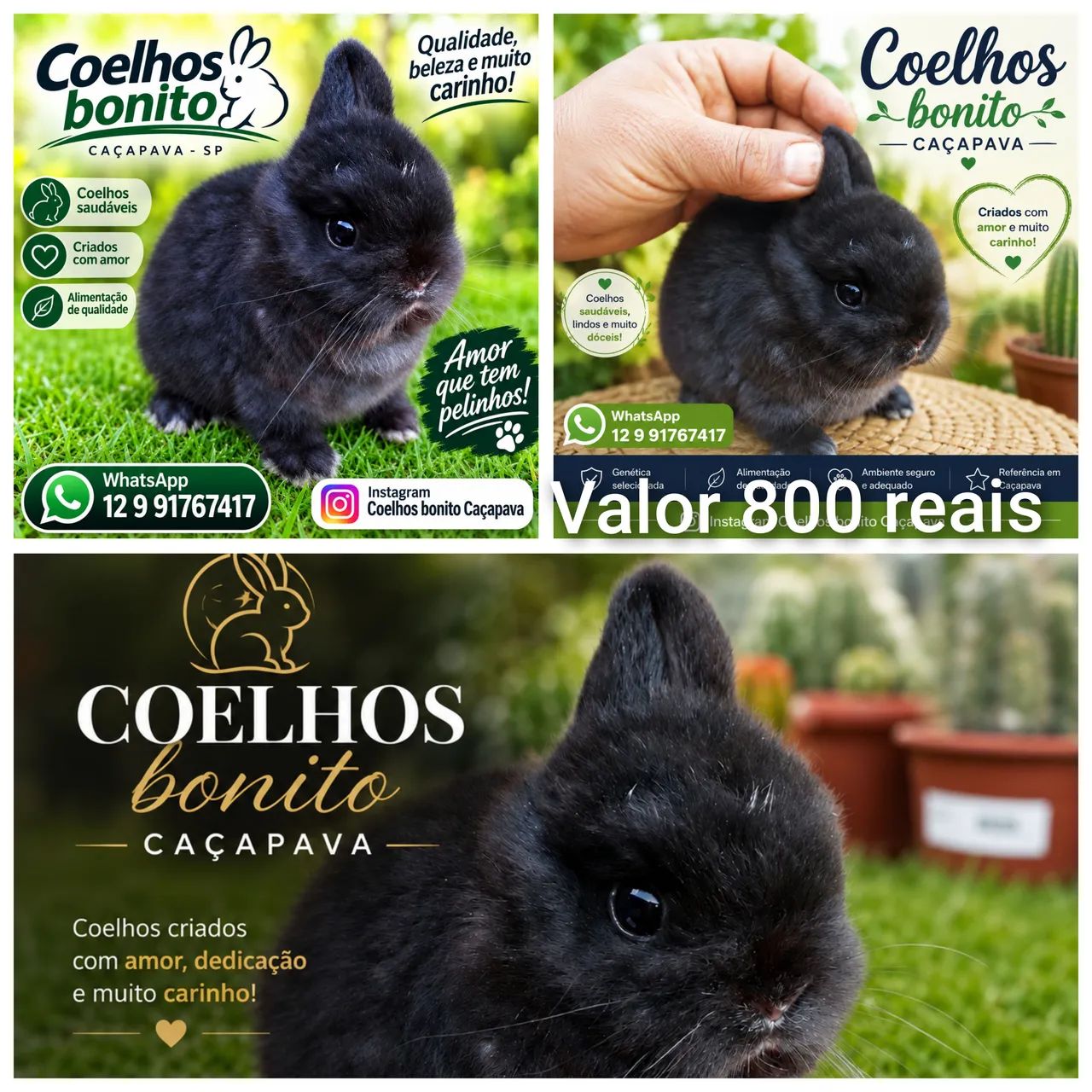 Coelho anão Dwarf padrão show  - Foto 4