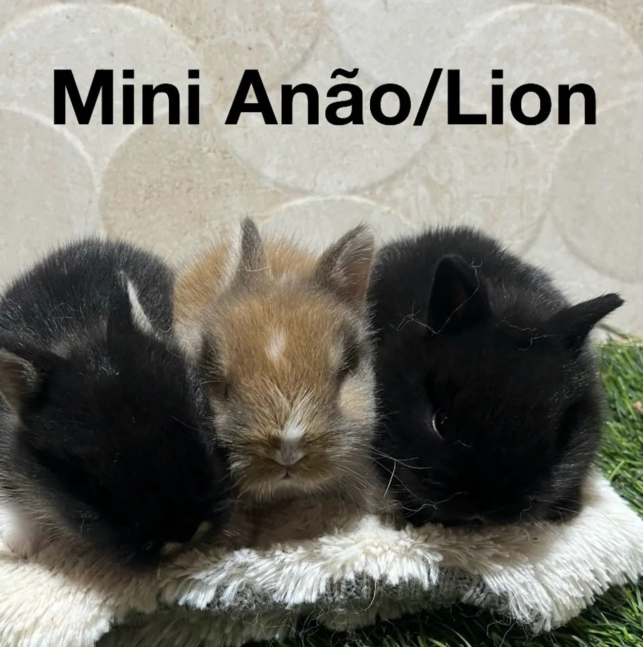 Mini coelhos  - Foto 4