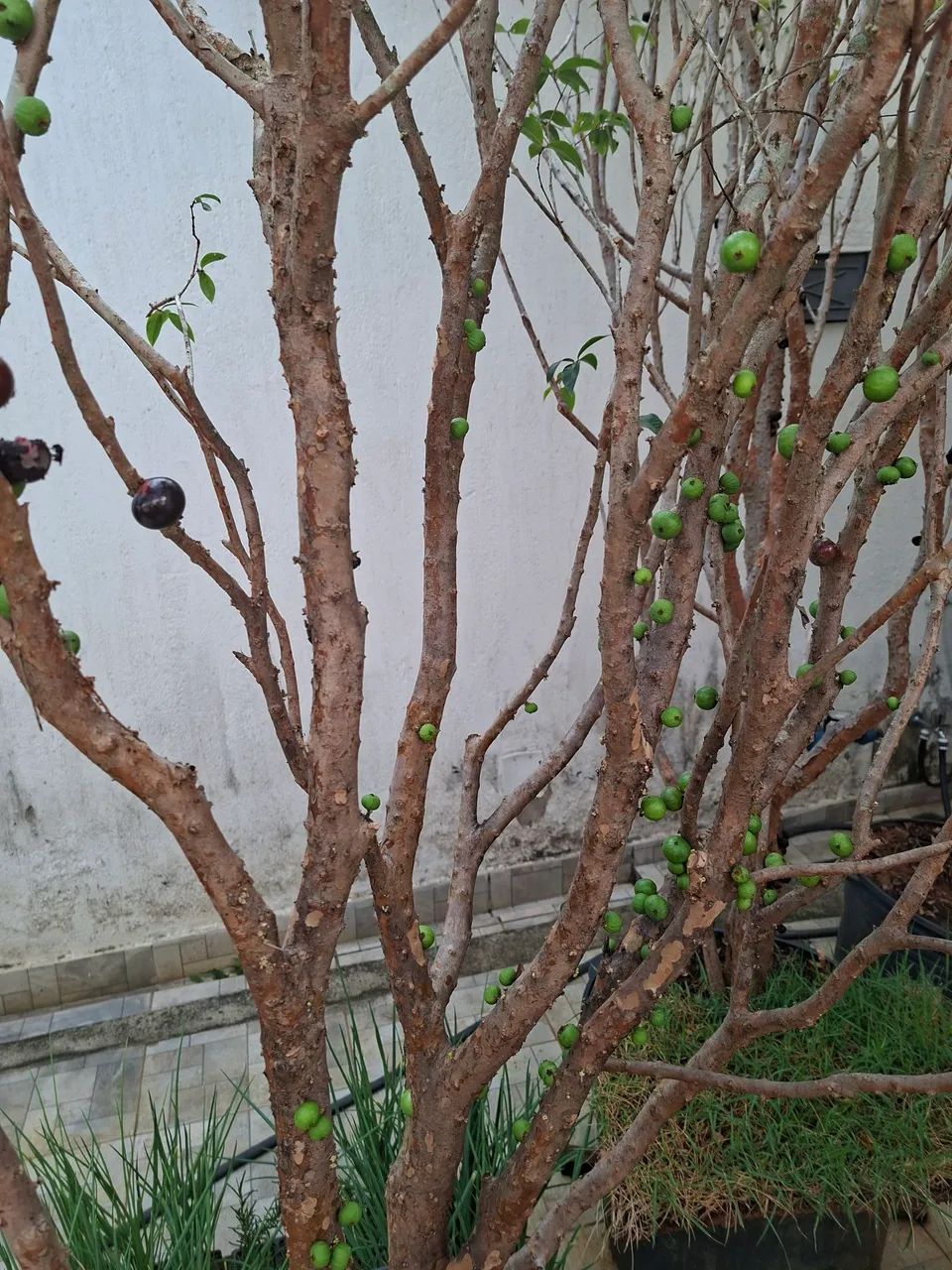 JABUTICABA HÍBRIDA
