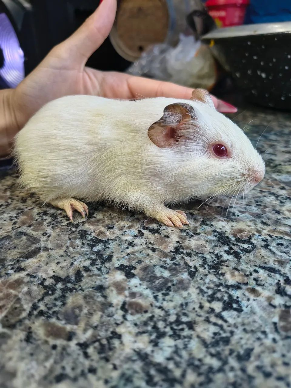 Conejo enano64962661036673121