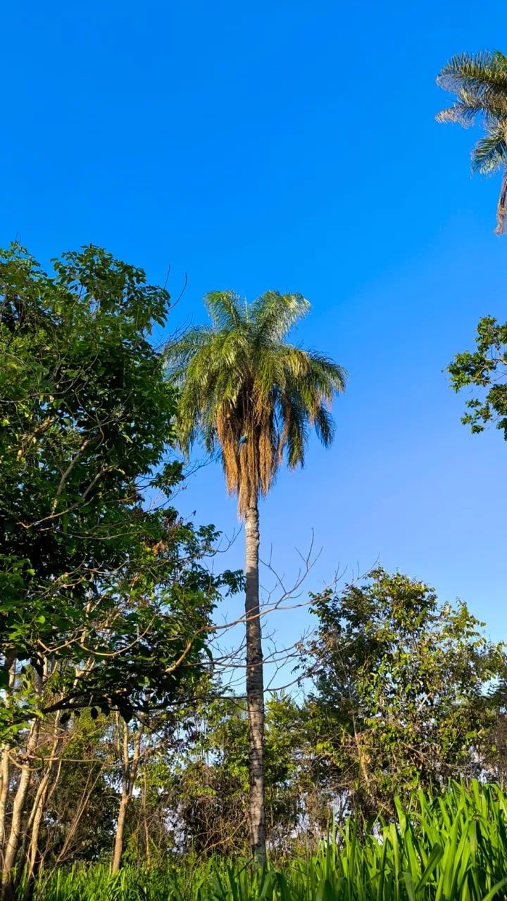 Terreno plano para chácara em Ibiaí/MG  - Foto 3