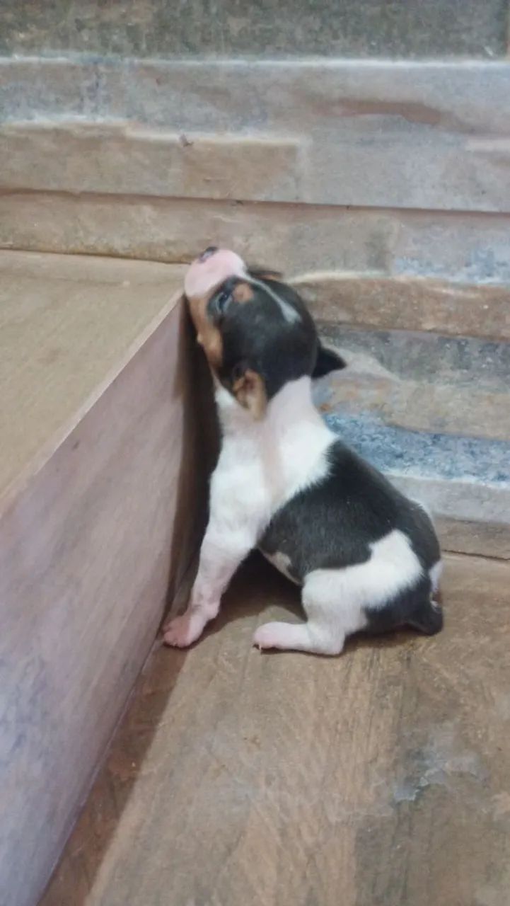 Lindos filhotes Fox paulistinha - Foto 2