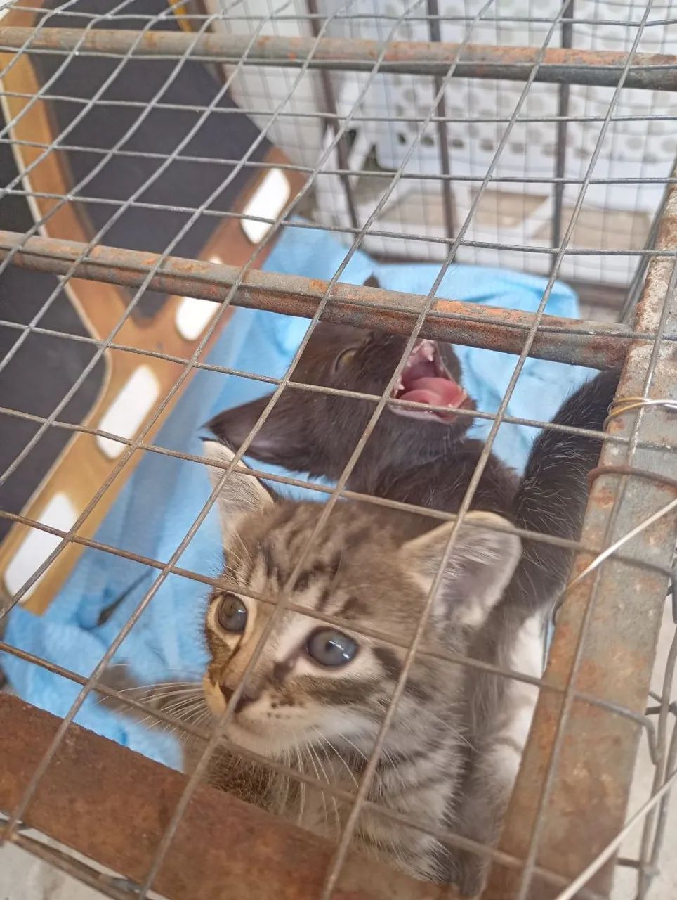 Adoção responsável urgente - Foto 4