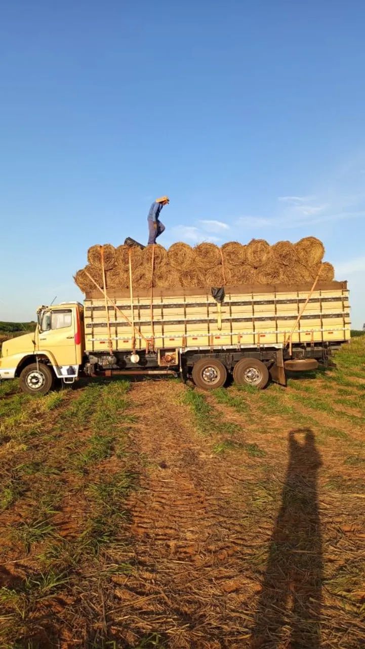 Feno Mombaça  - Foto 2