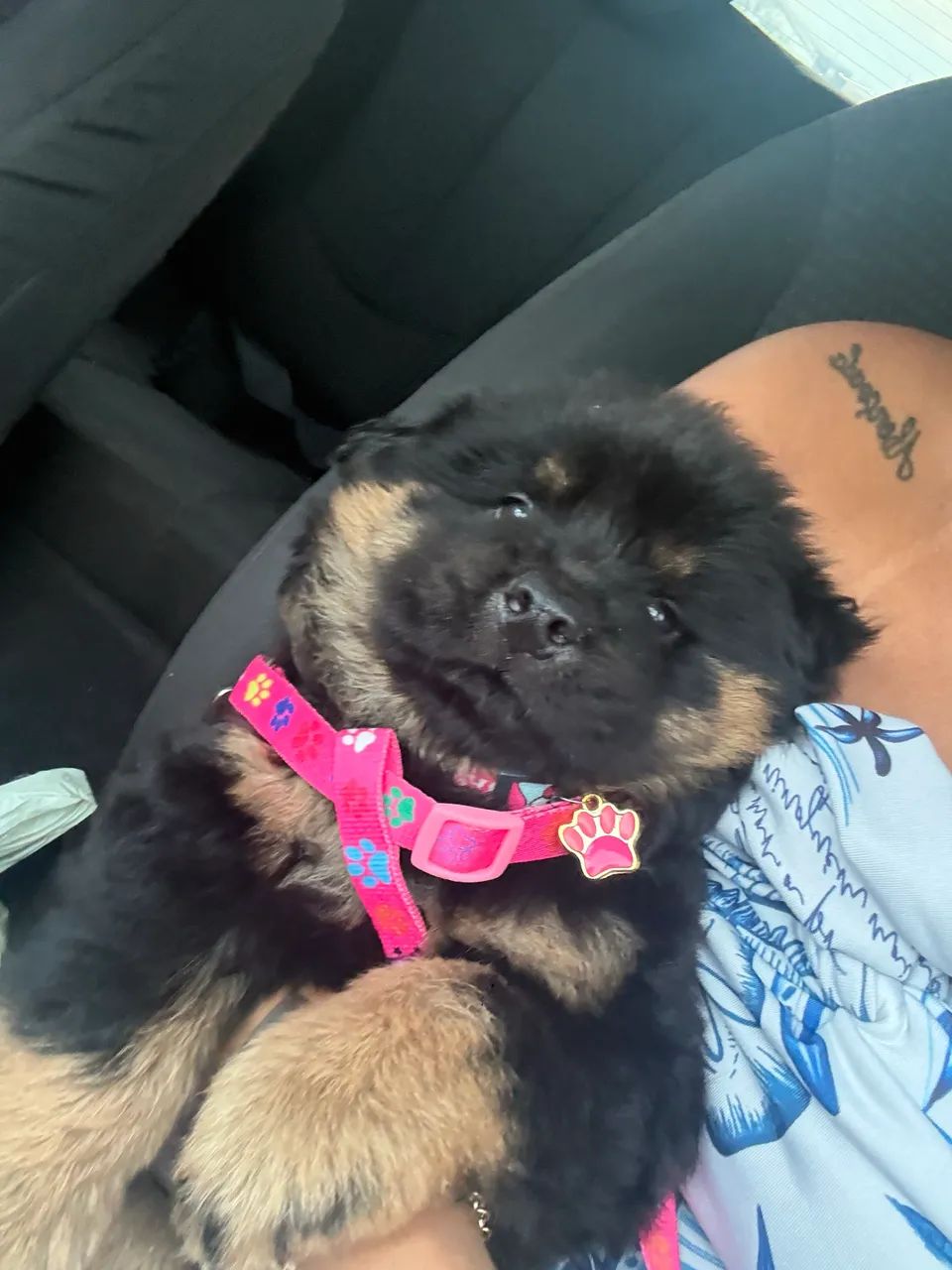 Cachorra - Foto 3