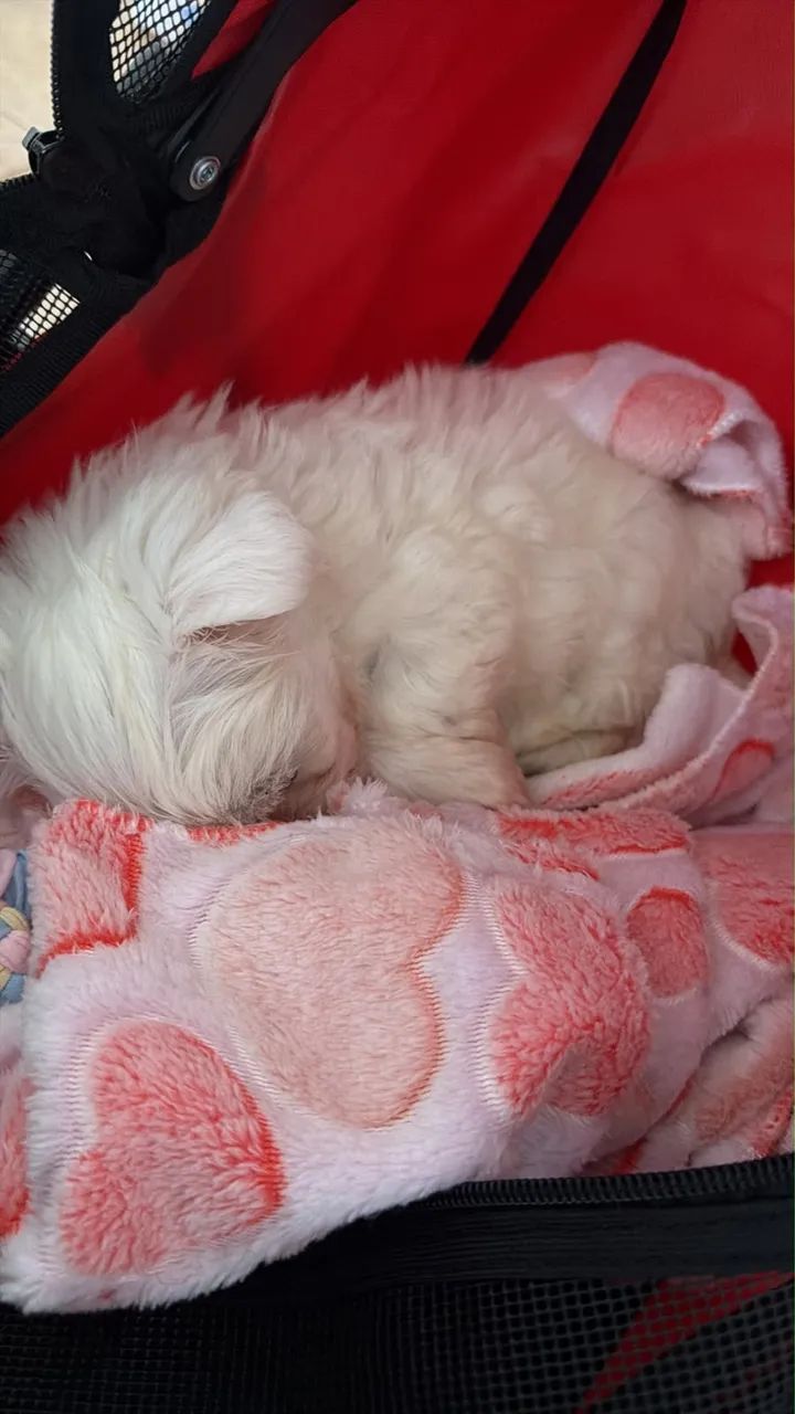 Maltês micro 4 meses  - Foto 2