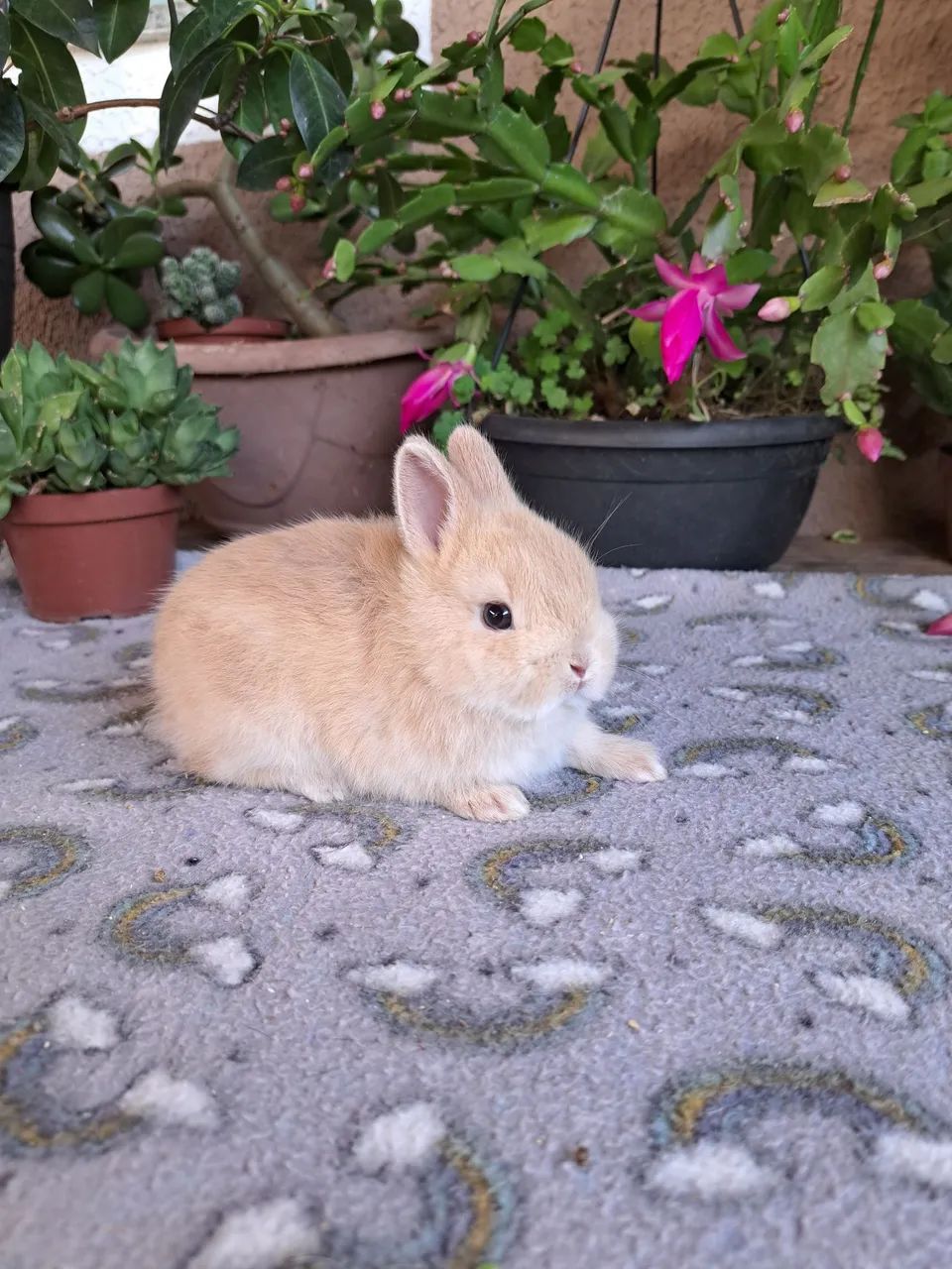 Mini coelhos , menor raça do mundo anão netherland  - Foto 4