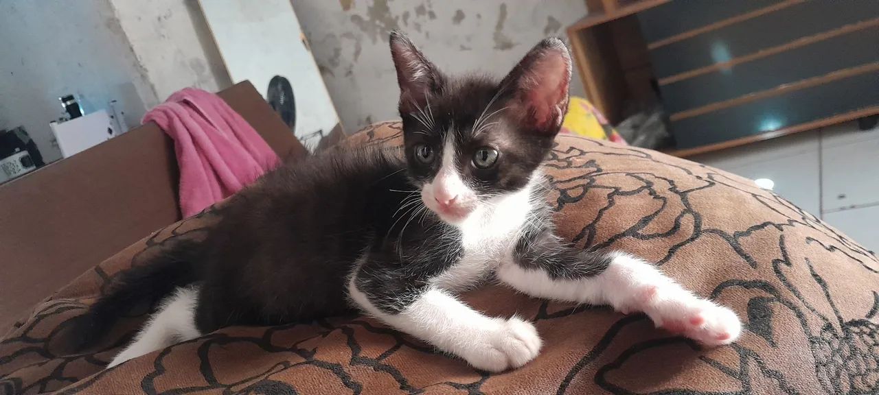 Gatos para doação  - Foto 3