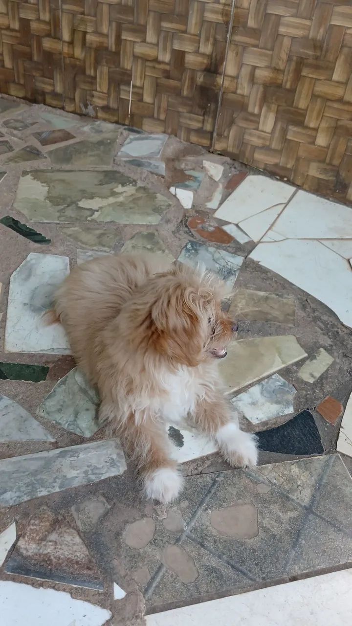 Vendo cachorro shitzul com poodle - Foto 4