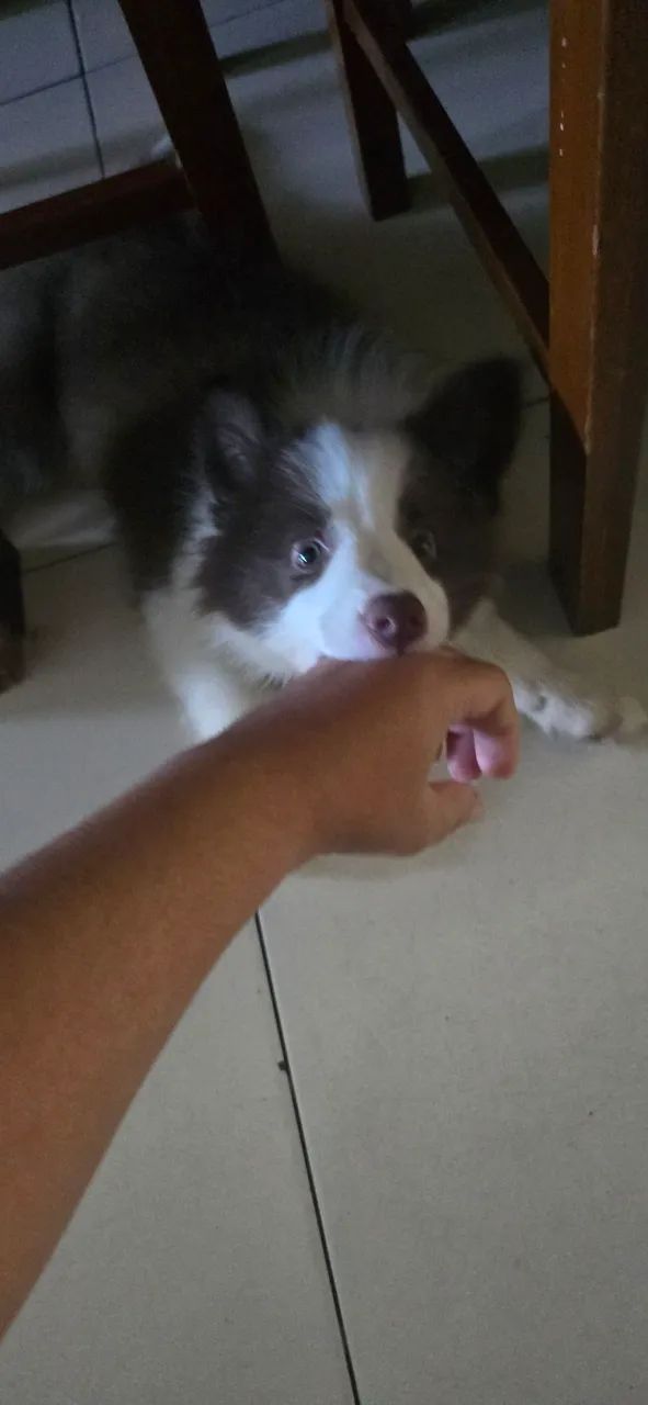 Border Collie  - Foto 3