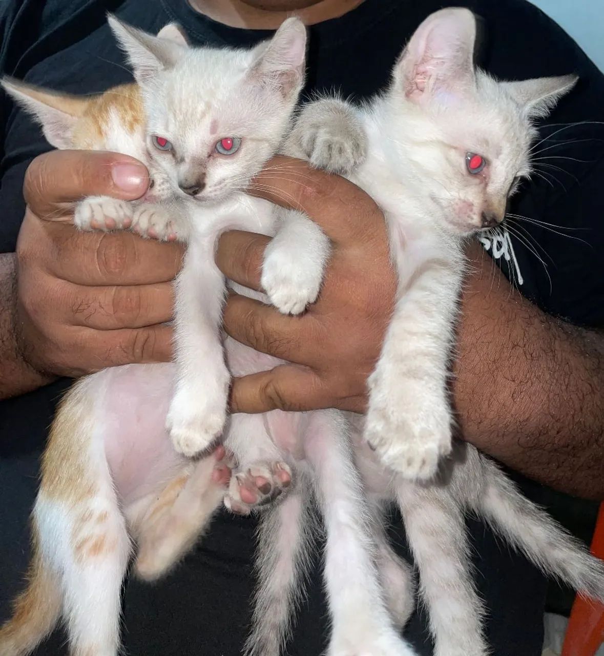 Gatos doações 
