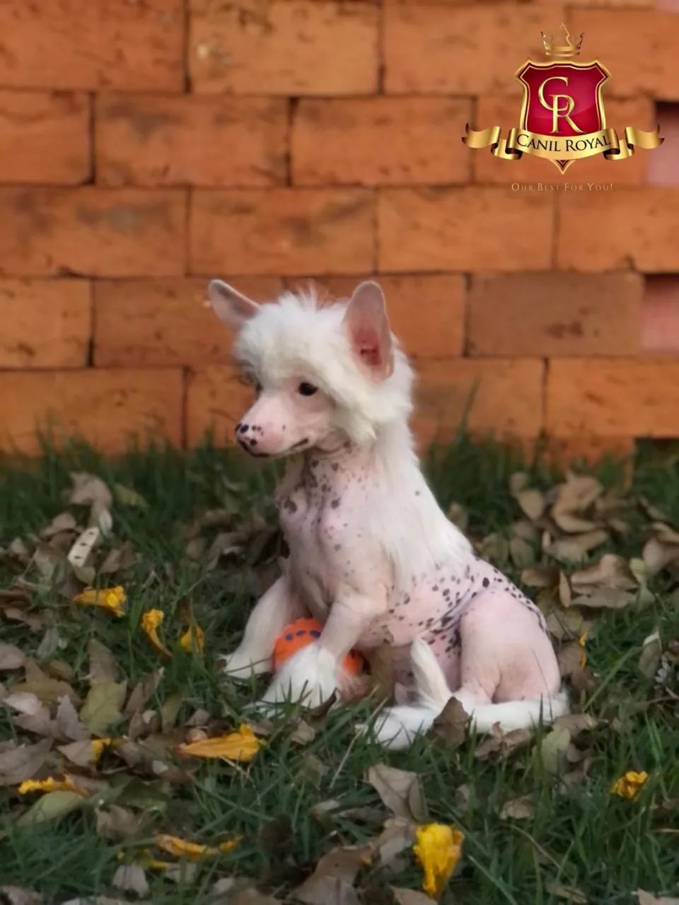 Cão de Crista Chinês  - Foto 3