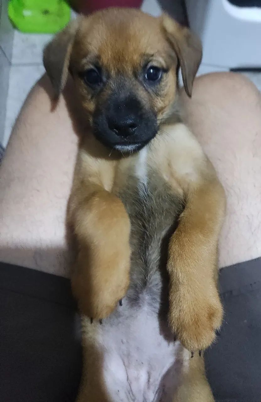 Doação ...filhotes de cachorros - Foto 3