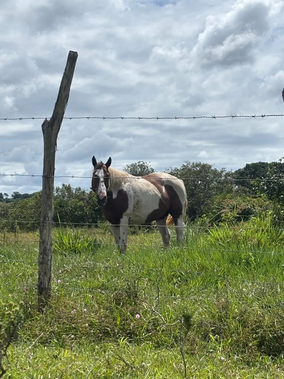 Cavalo  - Foto 4
