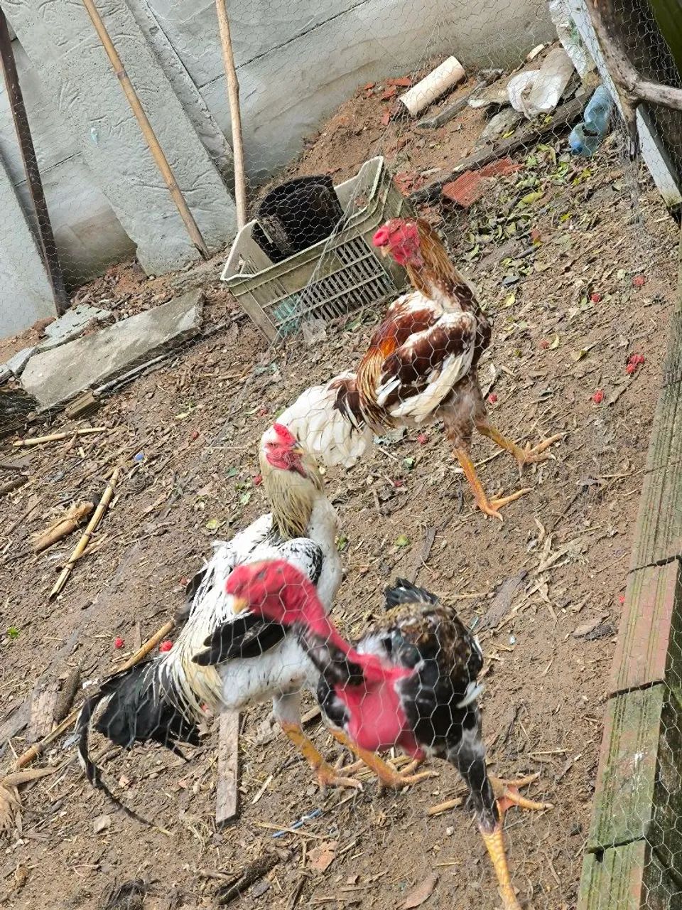  Brahma lite  - Foto 5